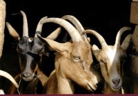 Journal municipal de Cenves 2016 (janvier 2017)