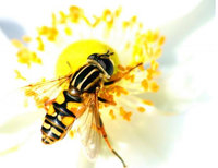 Astronomie et Apiculture (flashback)